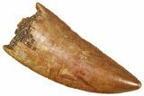 Serrated Raptor Tooth - Real Dinosaur Tooth #371419-1